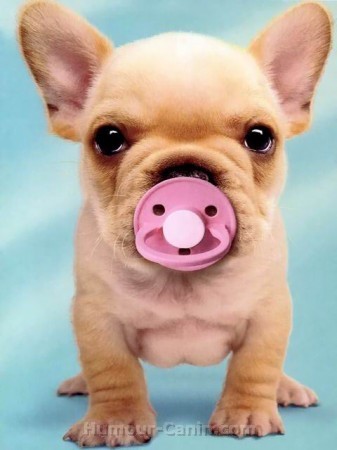 Chiot